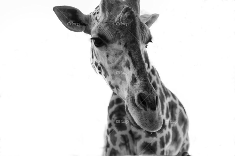 Giraffe against white background