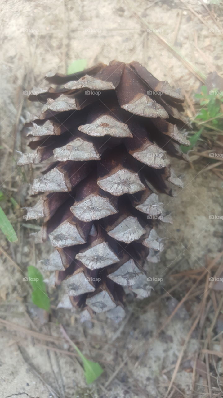 pine cone
