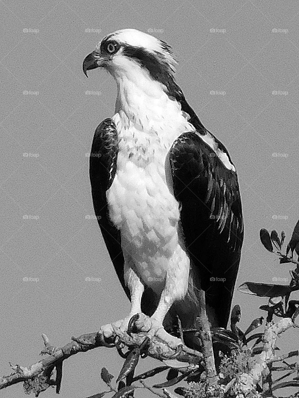 Urban Nature: Wildlife - Black and white Osprey - Ospreys are also known as “fish hawks” and “sea eagles,” names that refer their diet and habitat, and “bald buzzards,” which sort of describes their white-headed appearance