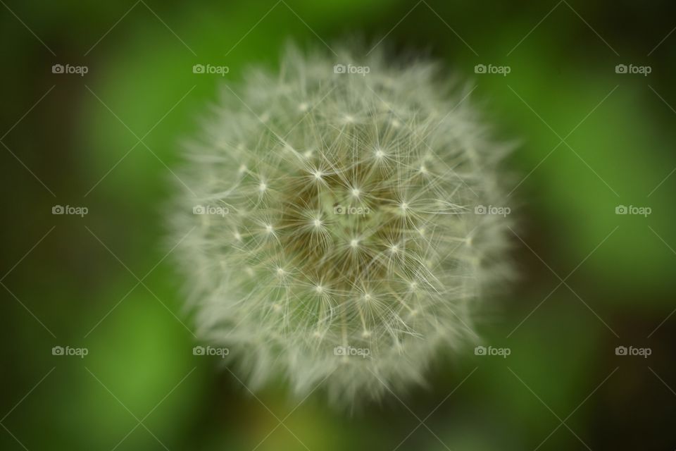 Detail of a dandelion flower in its period of infructiscence in which it develops many quilts that serve to bring the seeds in the surroundings thanks to the strength of the wind.