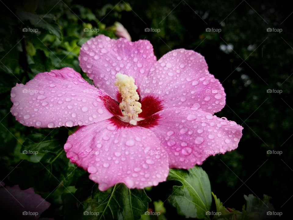 Rose of Sharon Bush flower after the rain