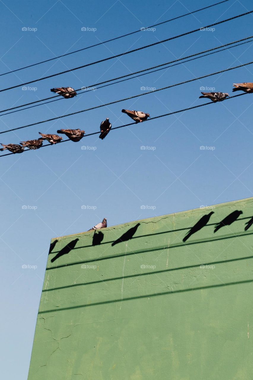 Birds birds birds on a telephone line above a roof 