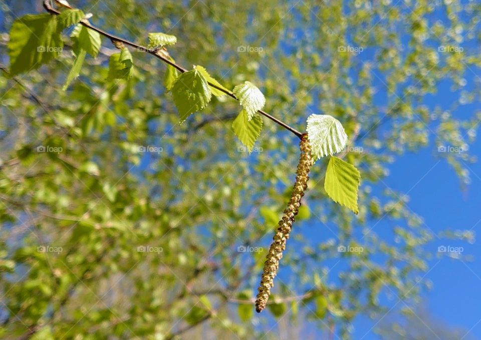 Spring plant 💚 Good weather 🌞 Blossom💚