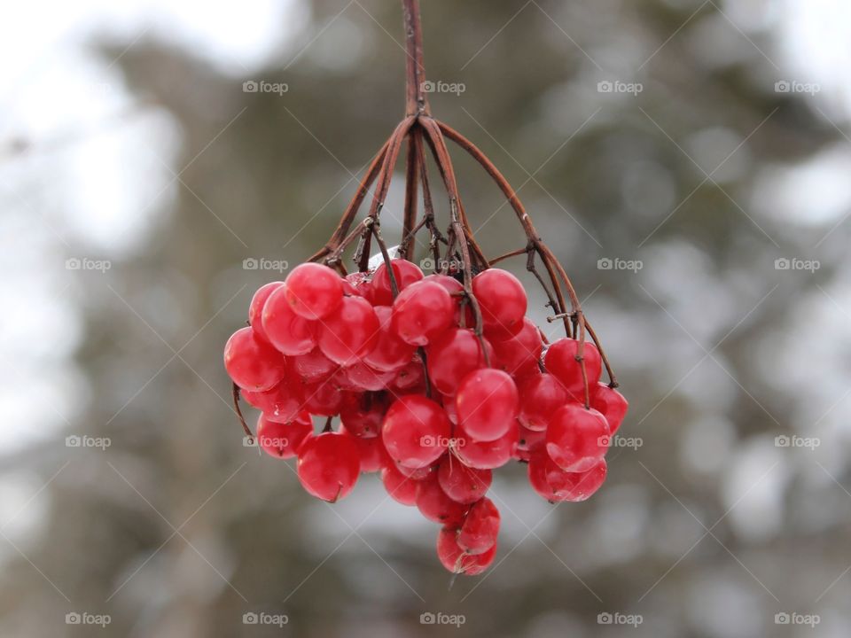 Winter berries