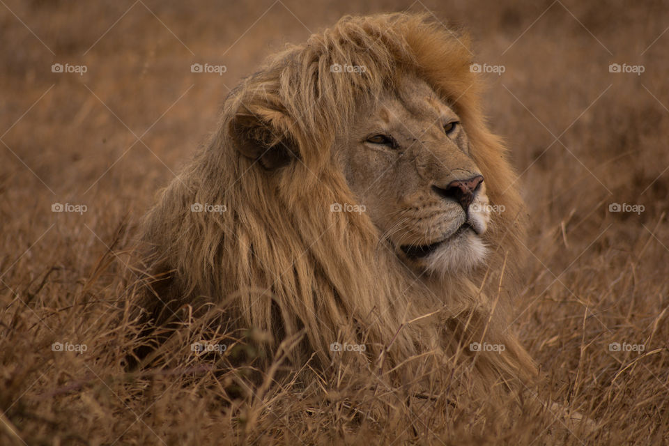 Lion in grass