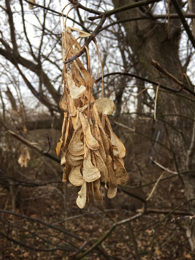 Dead trees in winter 
