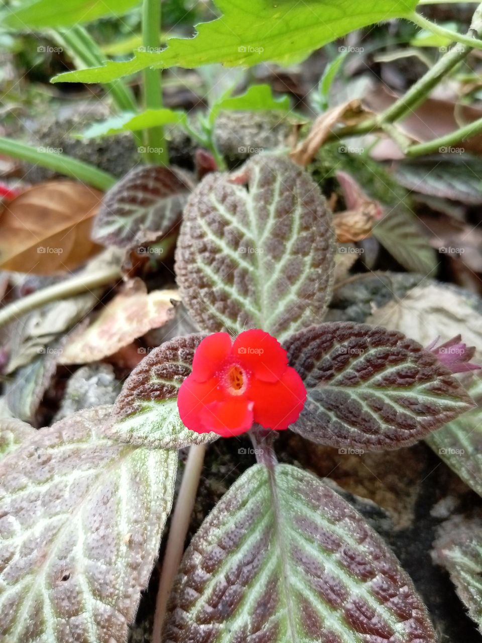 Episcia cupreata
