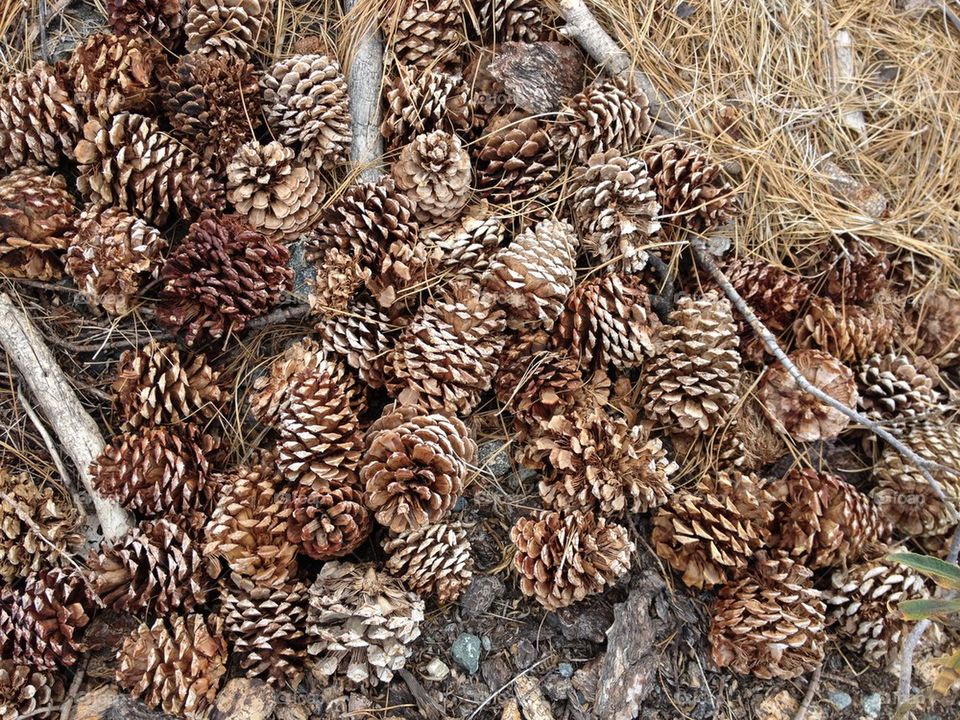 Pine cone pile