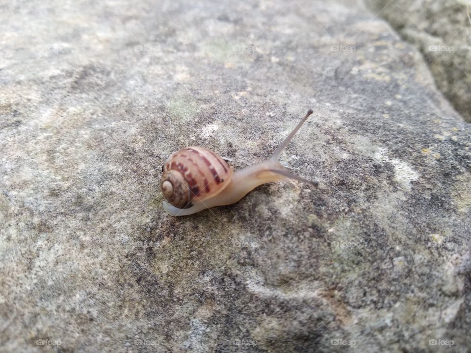 Snail