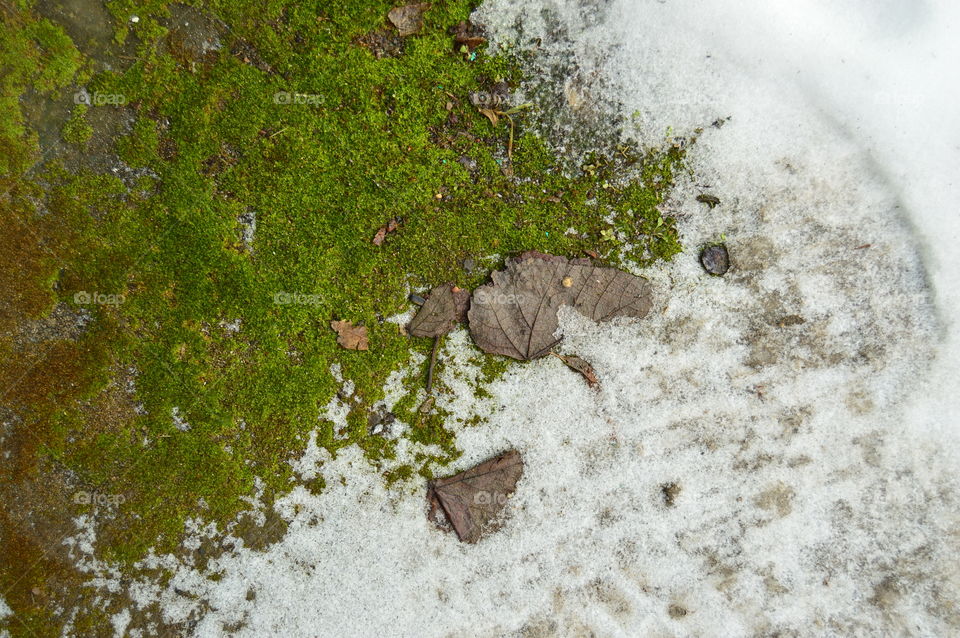 moss and snow