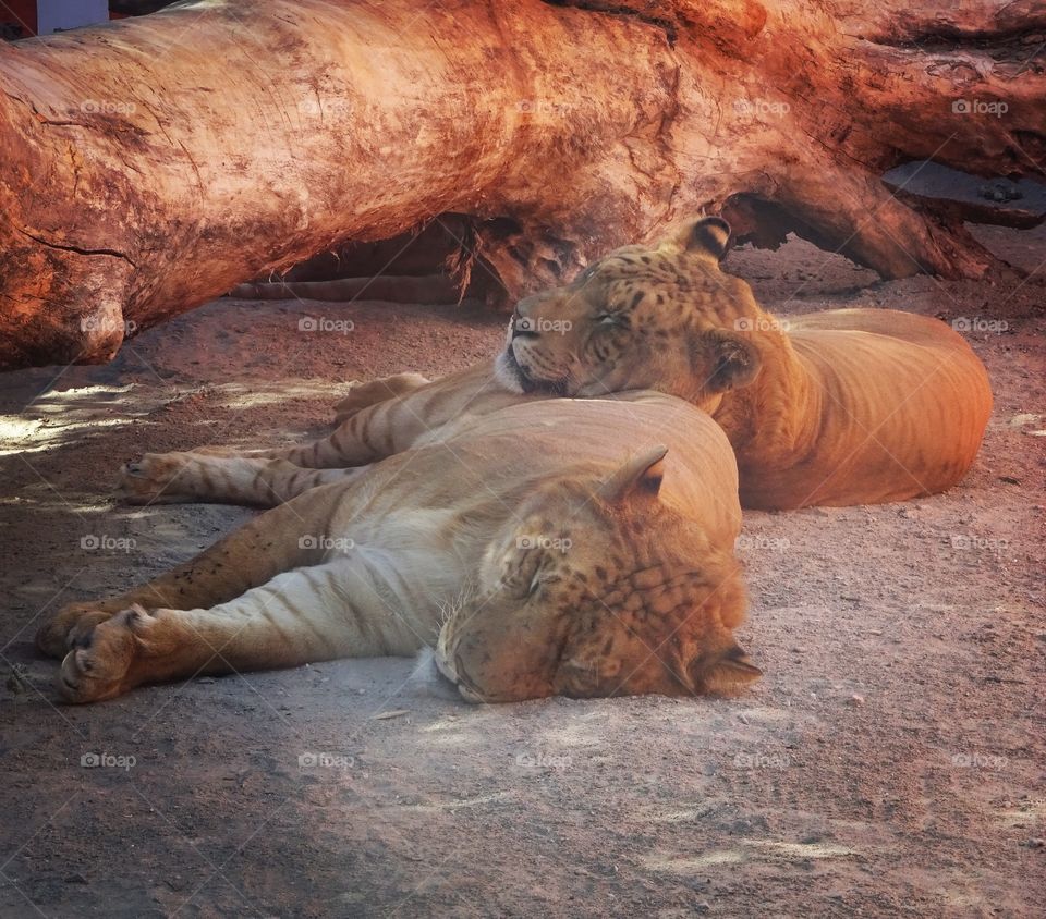 Ligers in Mexico