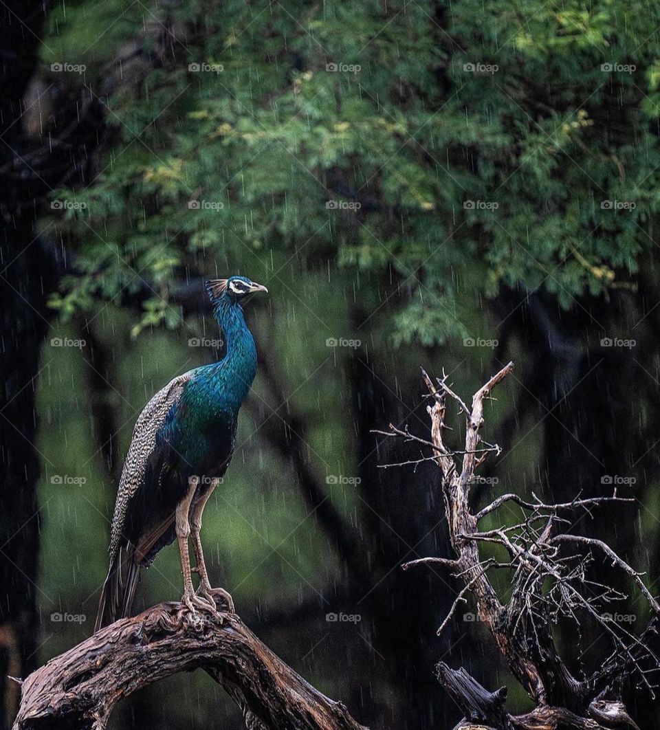 rain peacock