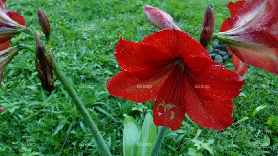 NATUREZA JARDIM FLOR Hippeastrum papilio (Ravenna)