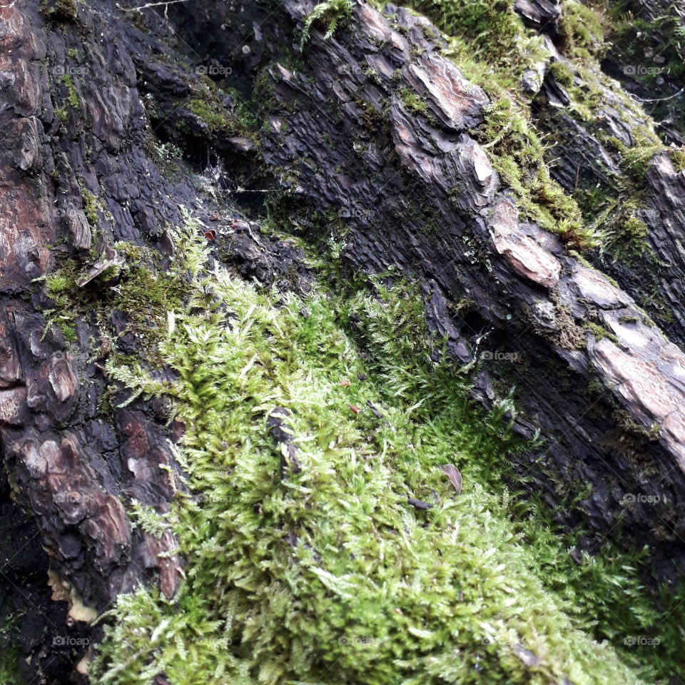 old tree  trunk and green moss