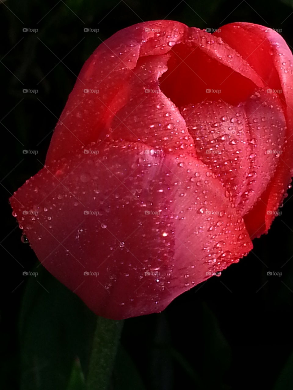 Pink Dew. tulip in my garden