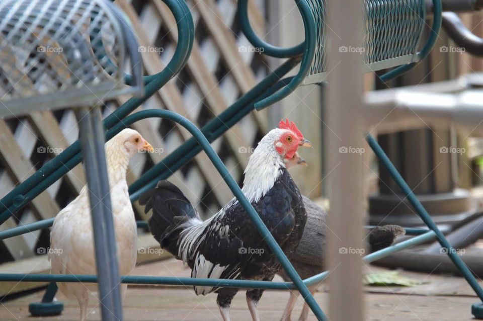 hiding chickens/tag, your it/ don't mess with the rooster