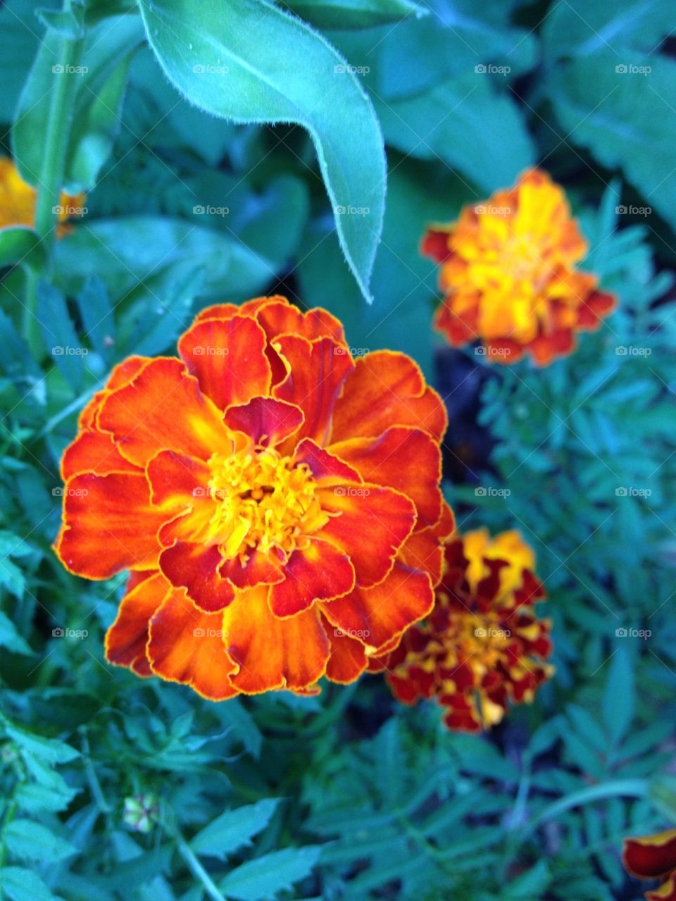 Marigolds