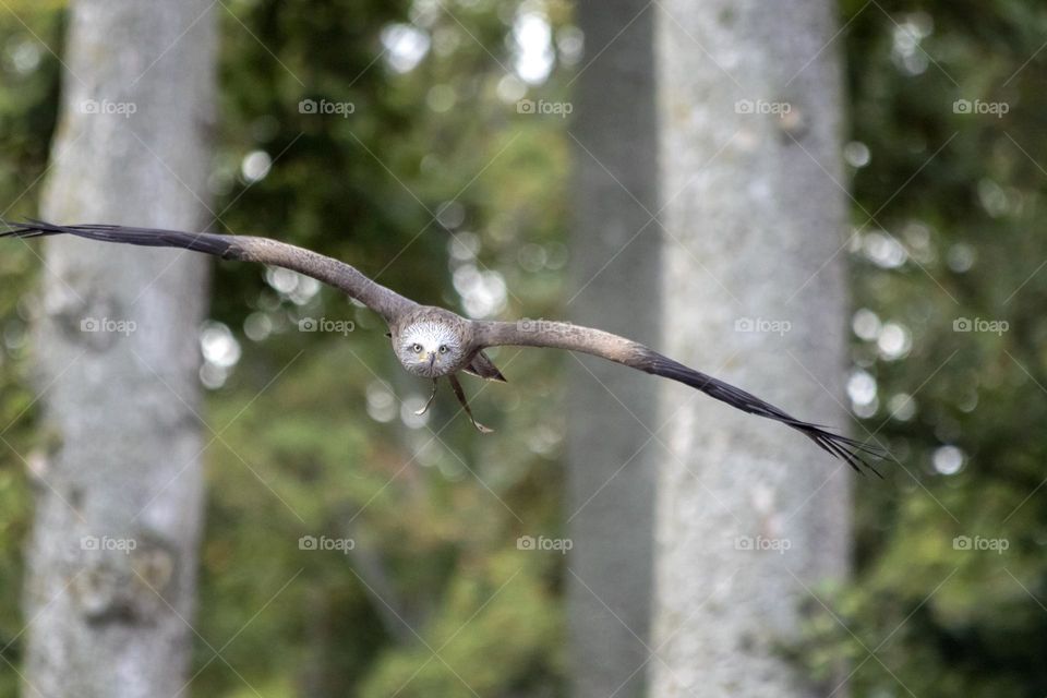 A portrait of a hawk flying and looking straight into the camera with its sharp eyes.