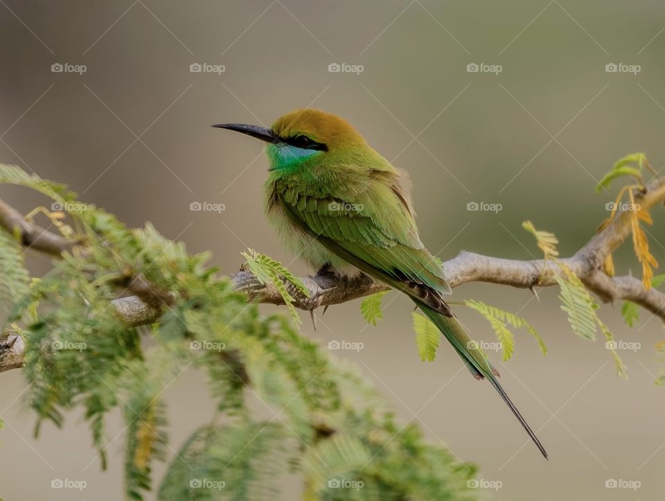 This is green bee eater,i toke this picture in kish island.