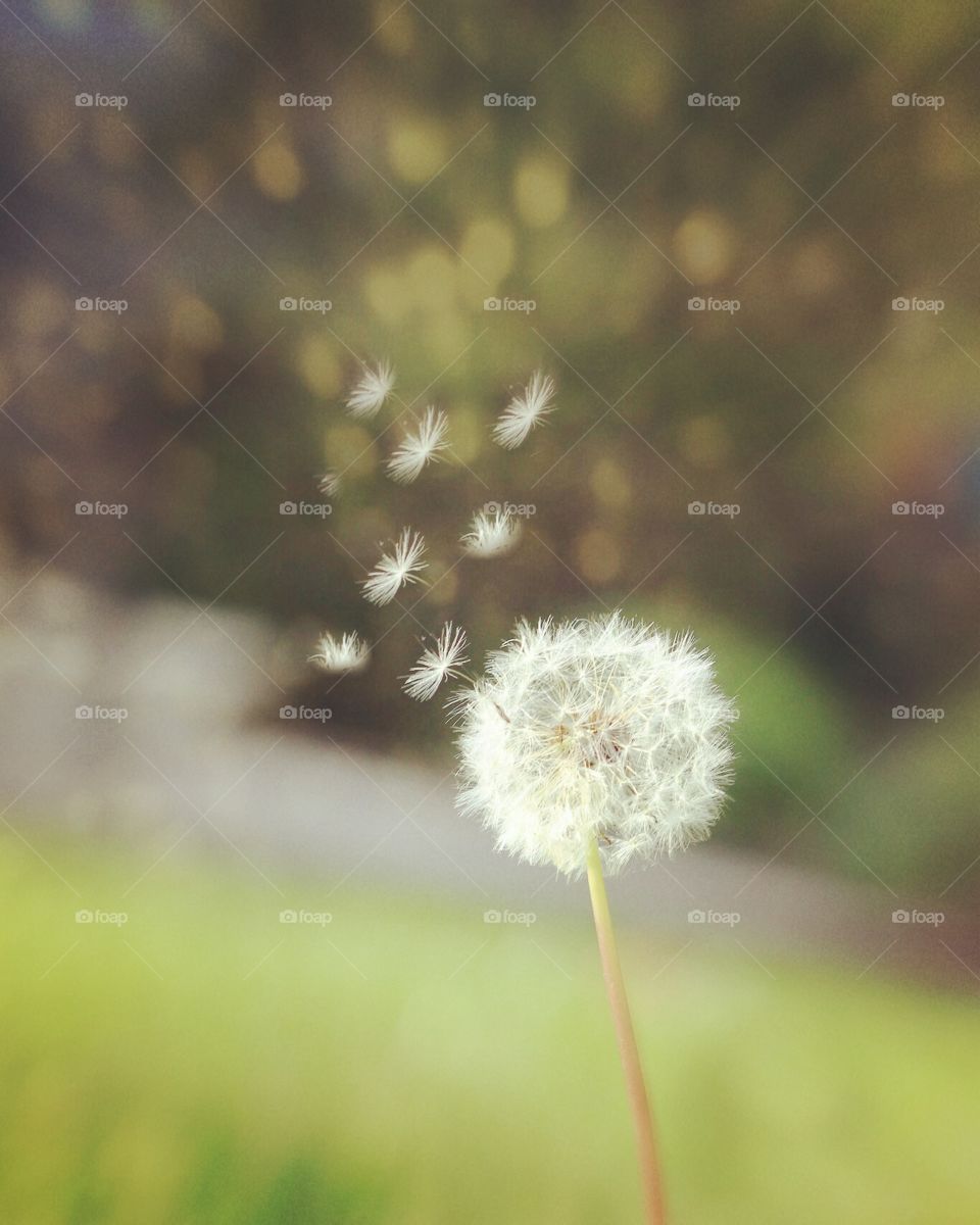 dandelion