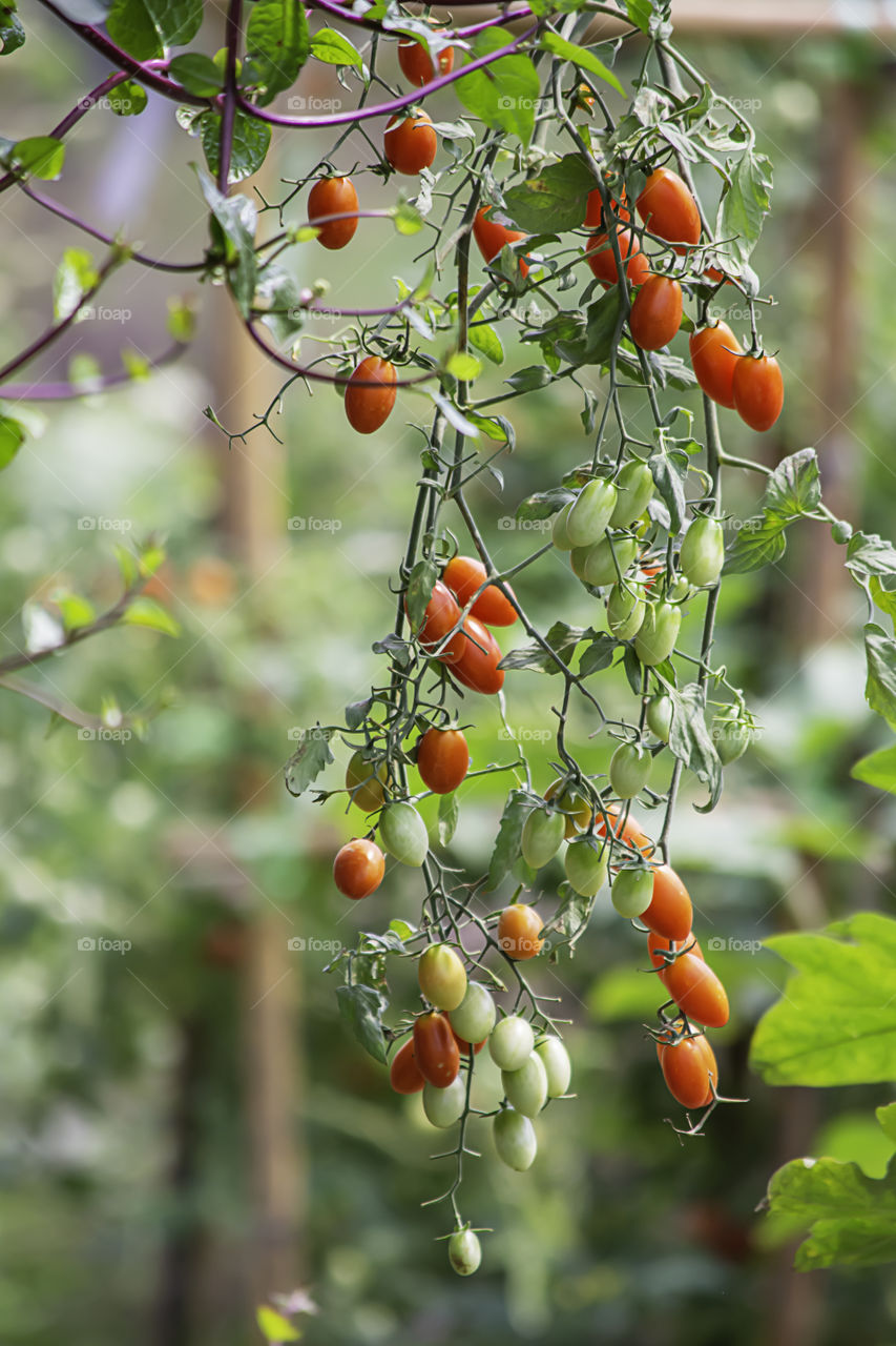 Bright red tomatoes on many trees in the garden.