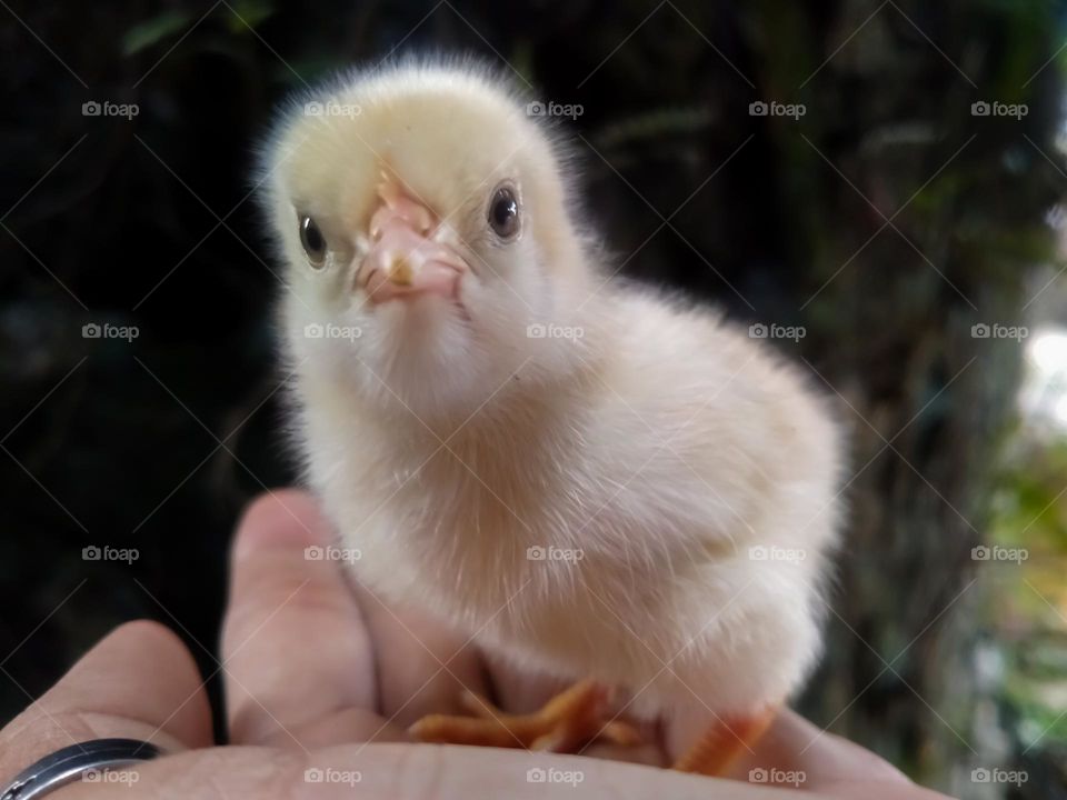 Newborn chicks.