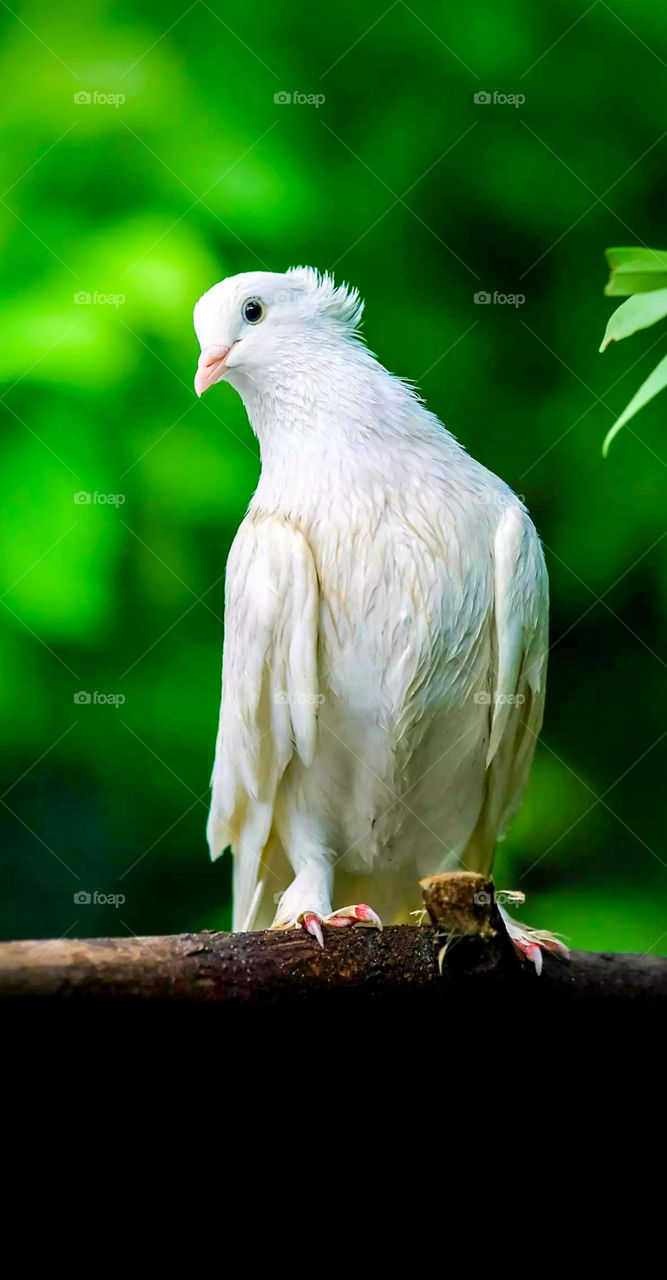 The oldest way to send mail!