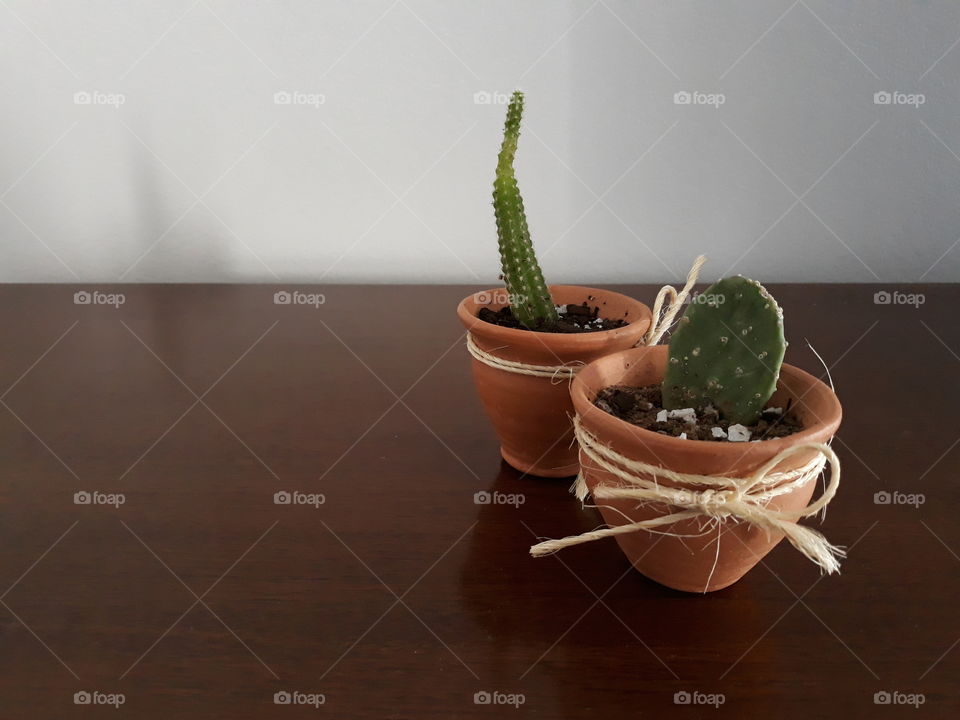 The cactus of northeastern Brazil in my room.