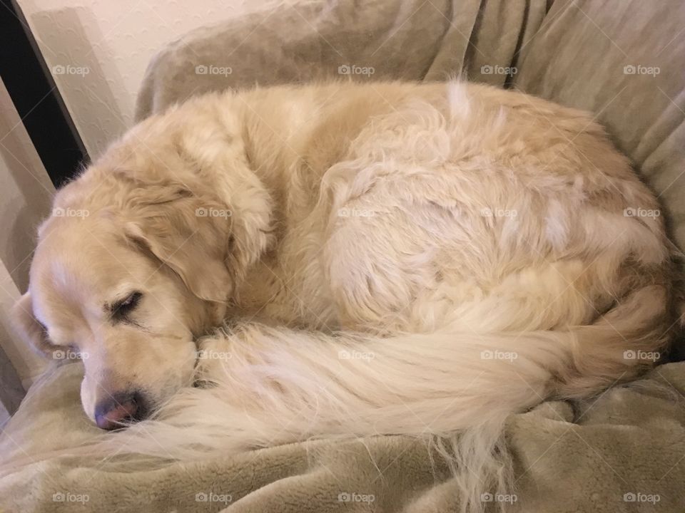 Dog, Mammal, Pet, Canine, Animal