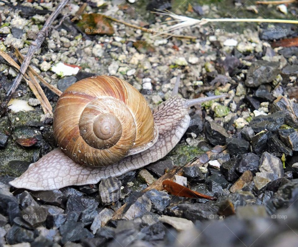 Snail
