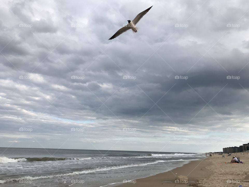 Single seagull coasting over the beach 
