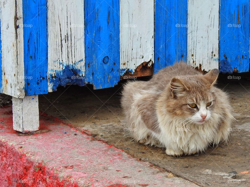 Close-up of a cat