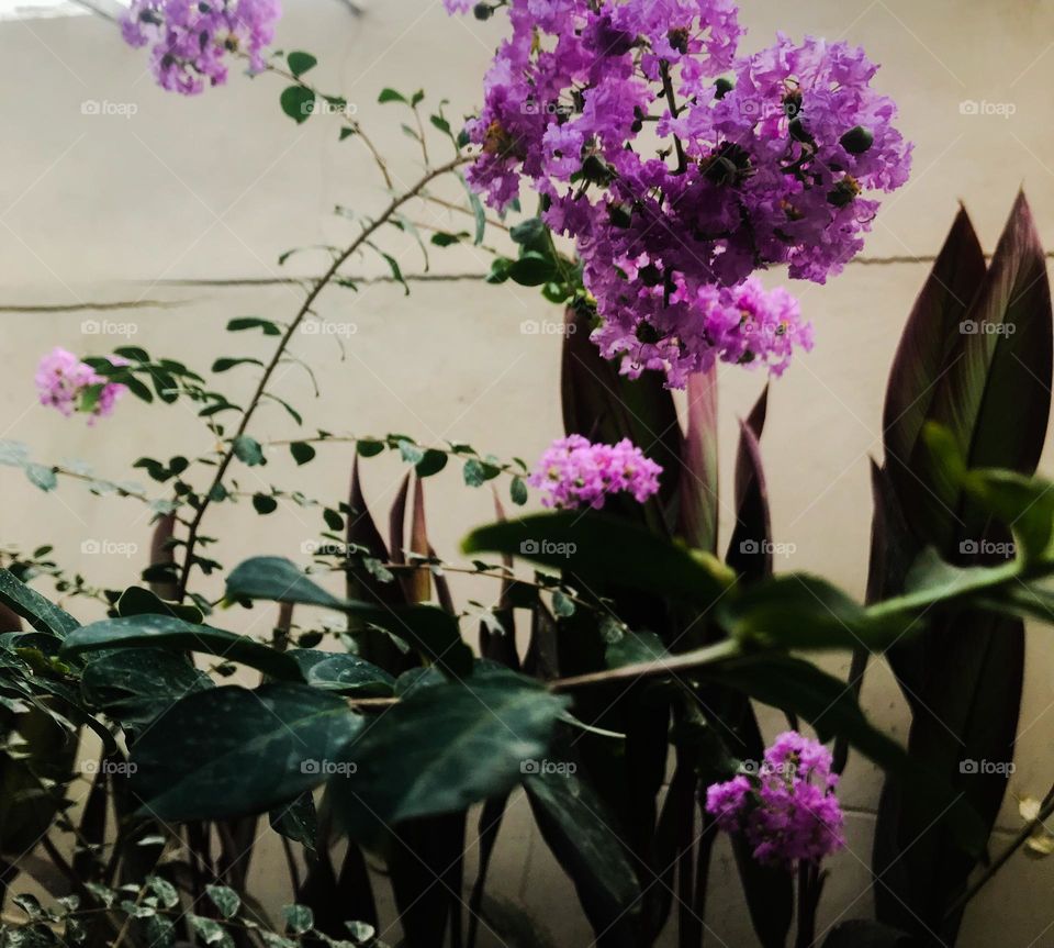 dark purple crepe myrtle tree