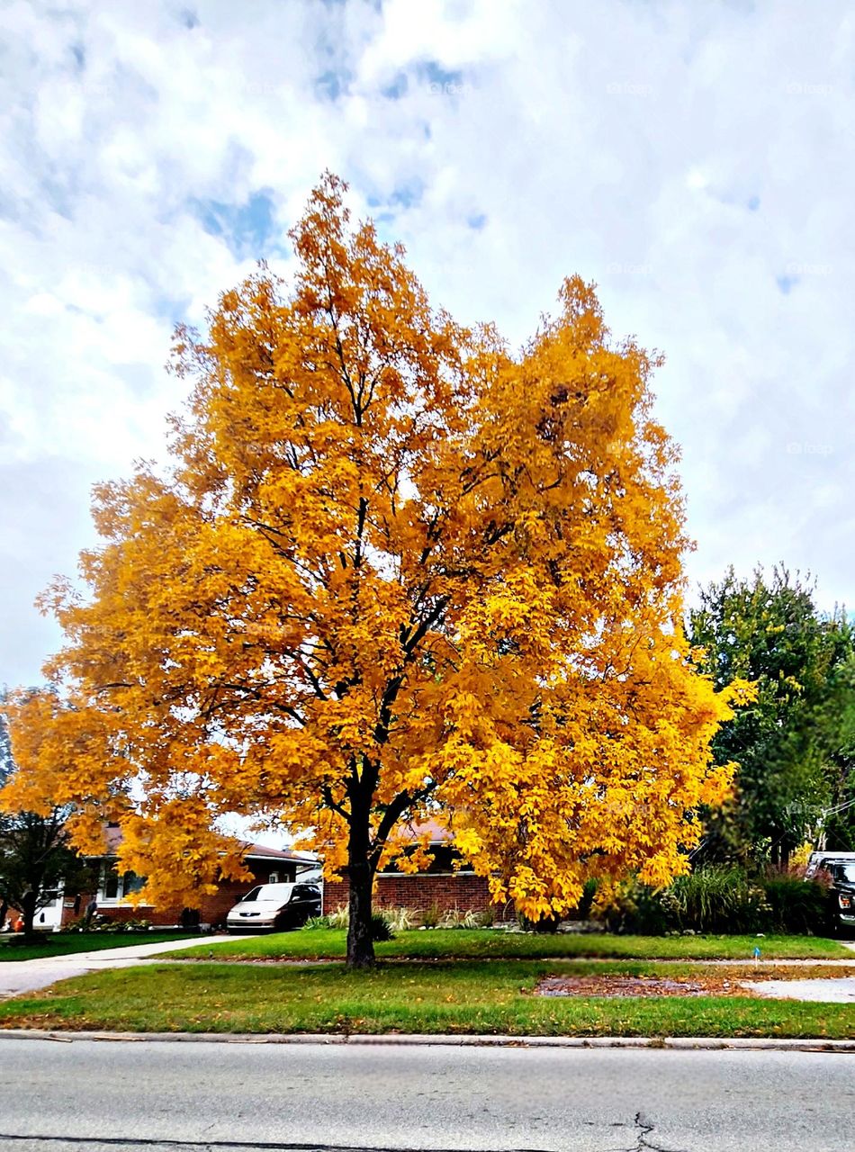 The Color Changing Tree