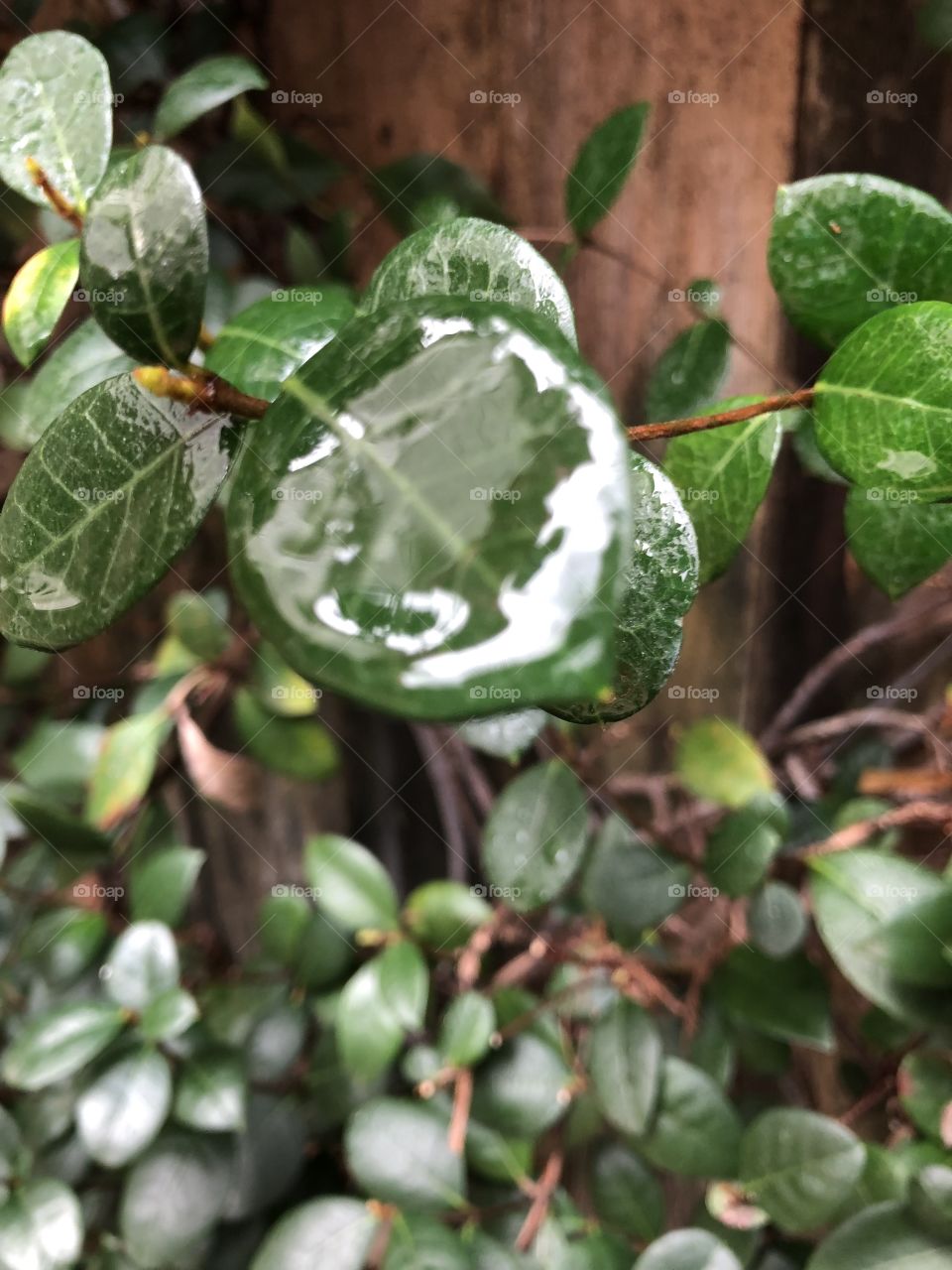 Water on leaves 