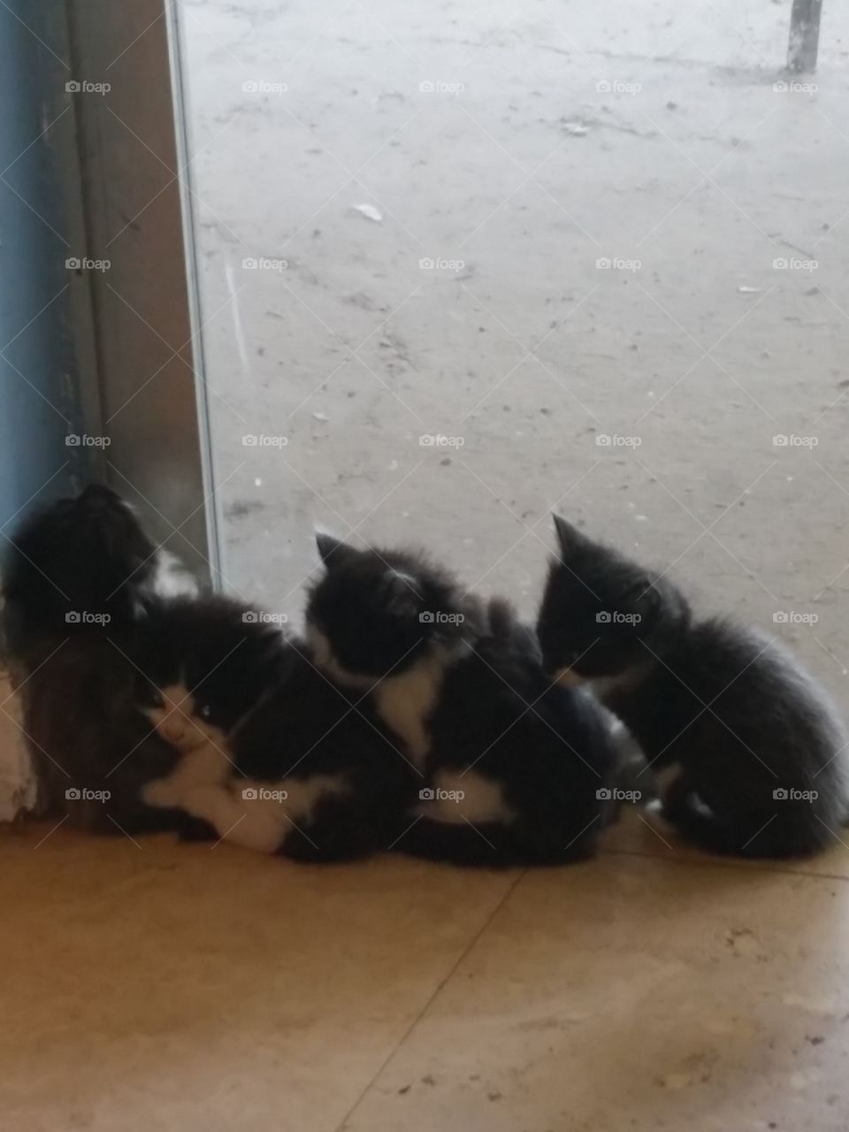 Mammal, Cat, Dog, One, No Person