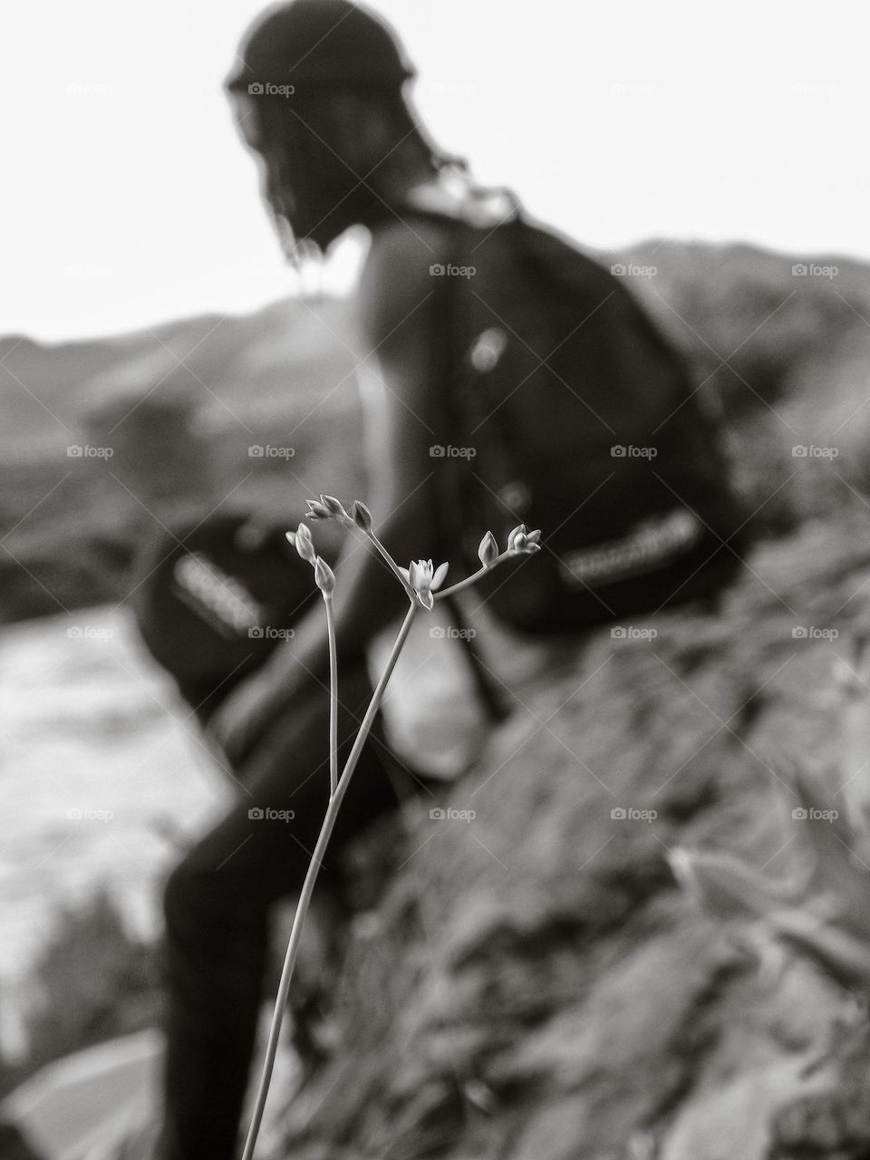 a lite plant with flowers in black and white