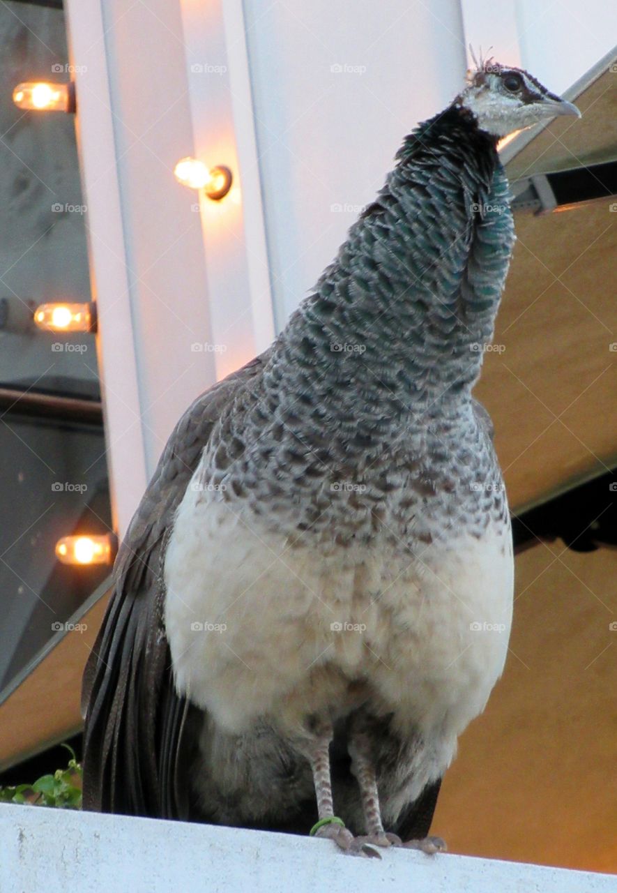 Peahen