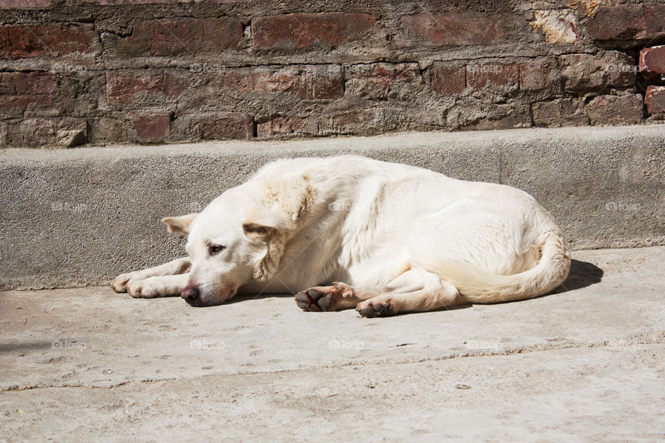 Romanian street dog