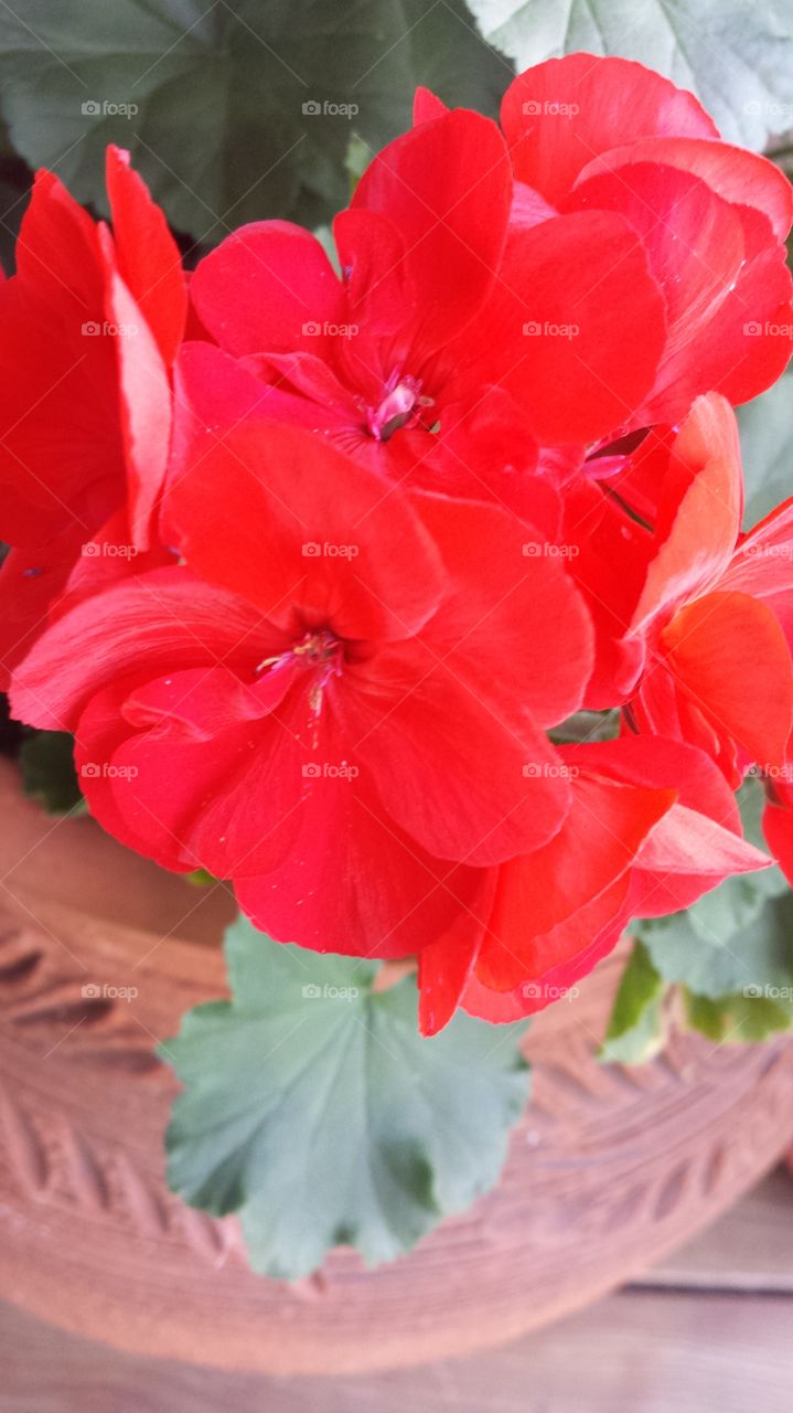 Flowers. Geraniums in Autumn Still Beautiful