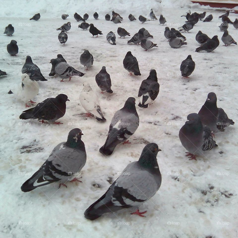 Bird, Pigeon, No Person, Snow, Poultry