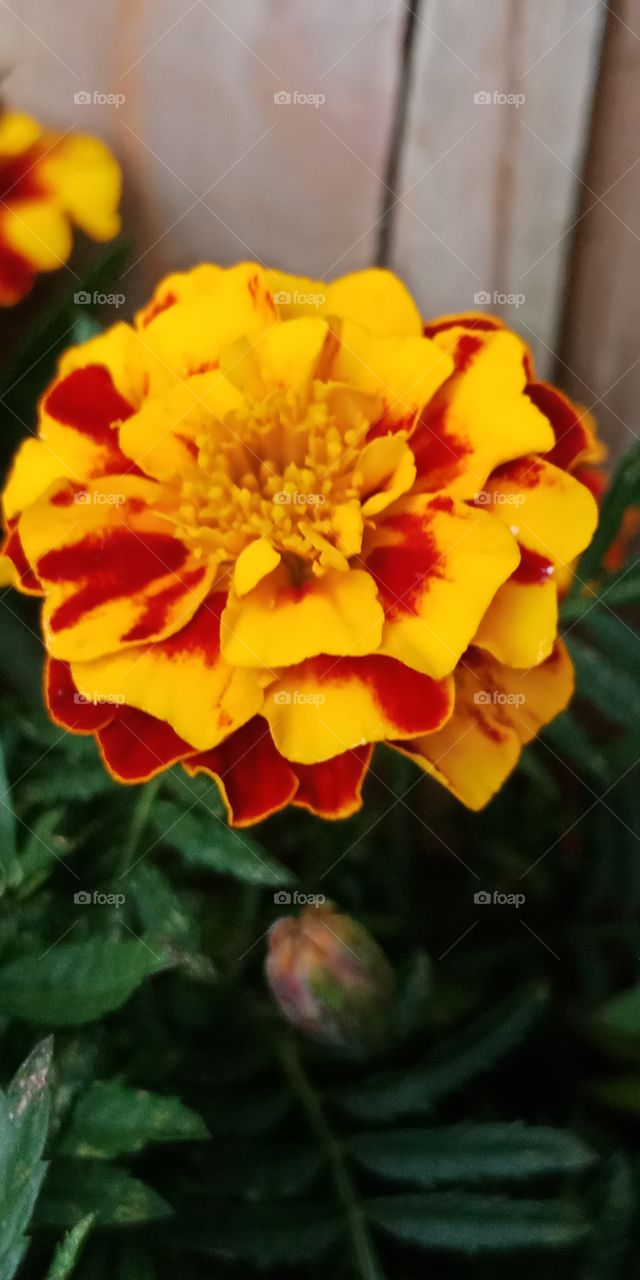 yellow red flower