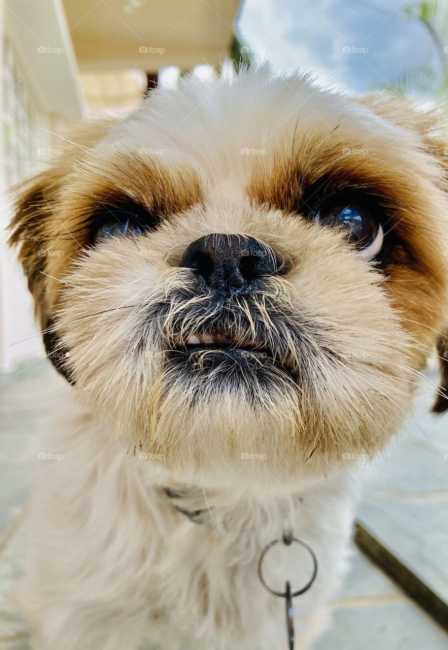 So am I today, like my puppy: thinking about life ...
 A look like that says it all: just reflecting the day! Assim estou eu hoje, como minha cachorrinha: pensando na vida…
Um olhar como esse diz tudo: só refletindo o dia!