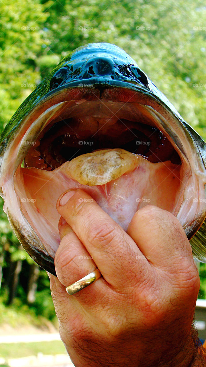 The held open mouth of a largemouth bass fish caught out of a small Northeast Georgia pond by me and held by my dad. 