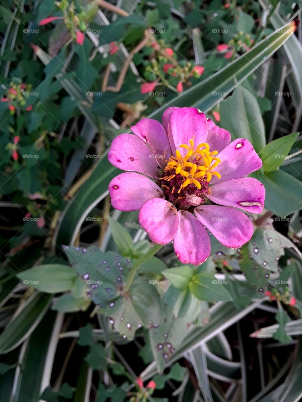 dainty pink flower