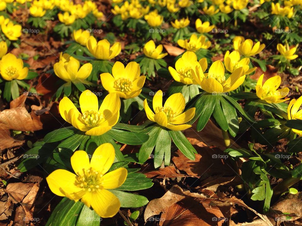 Close-up of yellow flowers