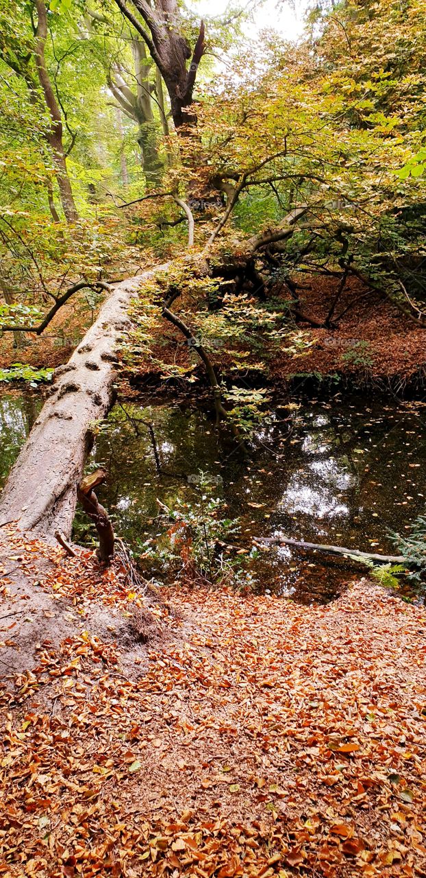 Fallen tree over the creek in the woods