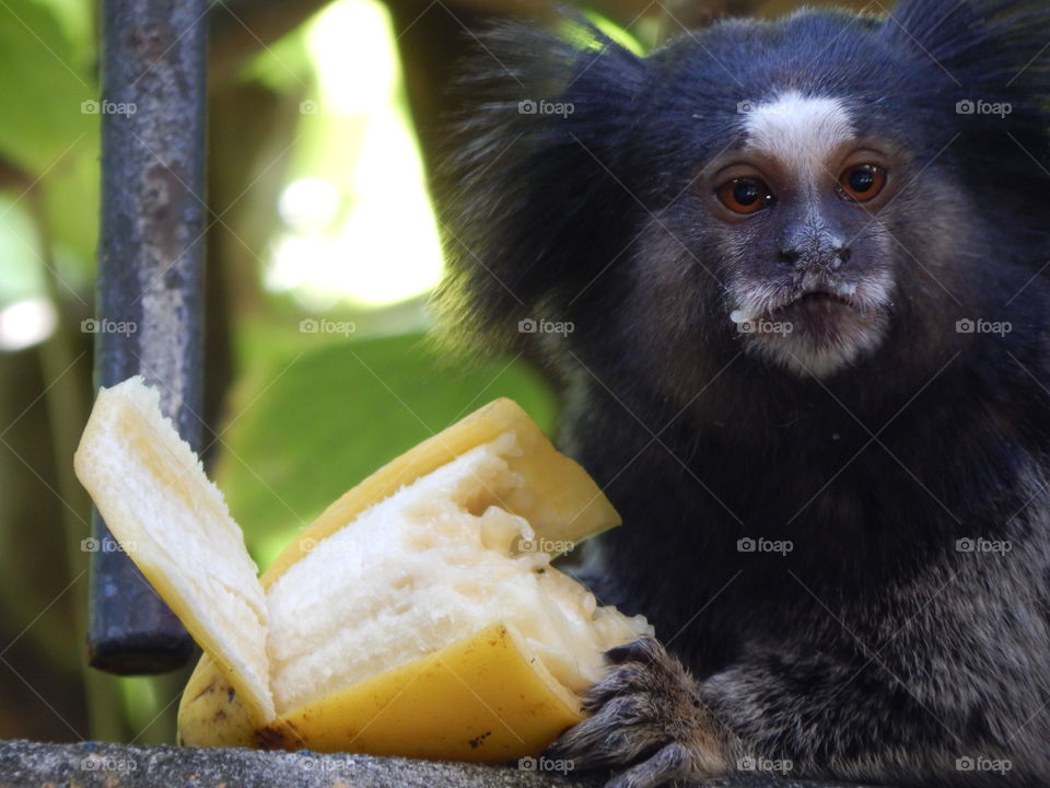 Monkey eating banana, Brazil