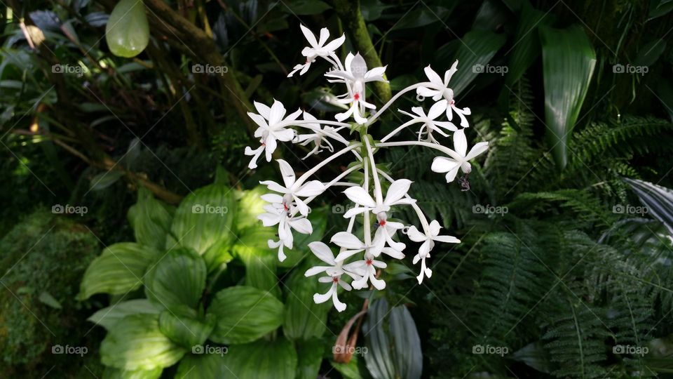 Epidendrum orchid