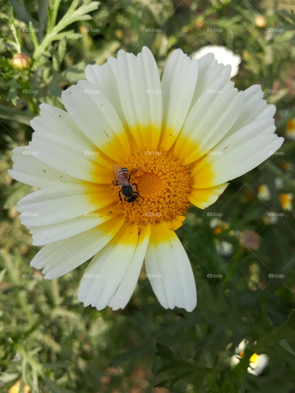 flower and honey bee
